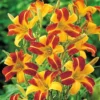 Hemerocallis Frans Hals Daylily Plant - 3.5 Inch Pot - Bi-Color Daylily Starter