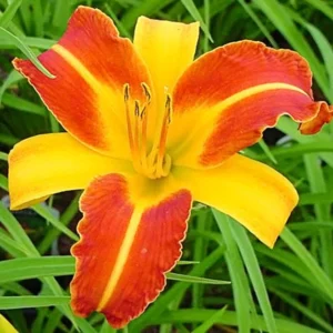 Hemerocallis Frans Hals Daylily Plant - 3.5 Inch Pot - Bi-Color Daylily Starter
