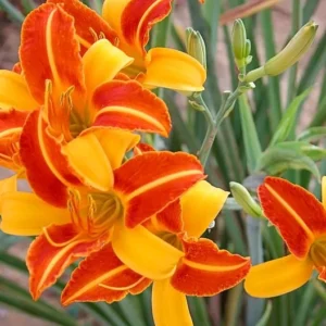 Hemerocallis Frans Hals Daylily Plant - 3.5 Inch Pot - Bi-Color Daylily Starter