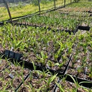 Hemerocallis Frans Hals Daylily Plant - 3.5 Inch Pot - Bi-Color Daylily Starter