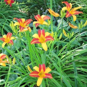 Hemerocallis Frans Hals Daylily Plant - 3.5 Inch Pot - Bi-Color Daylily Starter