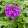Homestead Purple Verbena Plant - 4" Potted Perennial Herb - Live Plant