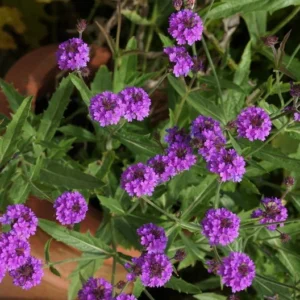 Homestead Purple Verbena Plant - 4" Potted Perennial Herb - Live Plant
