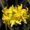 Honeysuckle Azalea Rhododendron Plant - Yellow Flowers, 1-3 Year Old, Gallon Pot