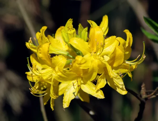 Honeysuckle Azalea Rhododendron Plant - Yellow Flowers, 1-3 Year Old, Gallon Pot