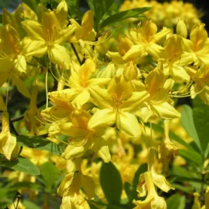 Honeysuckle Azalea Rhododendron Plant - Yellow Flowers, 1-3 Year Old, Gallon Pot