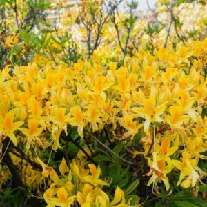 Honeysuckle Azalea Rhododendron Plant - Yellow Flowers, 1-3 Year Old, Gallon Pot