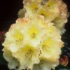 Horizon Monarch Rhododendron Plant - Yellow Flowers - 1 Gallon Pot - Garden Rhododendron