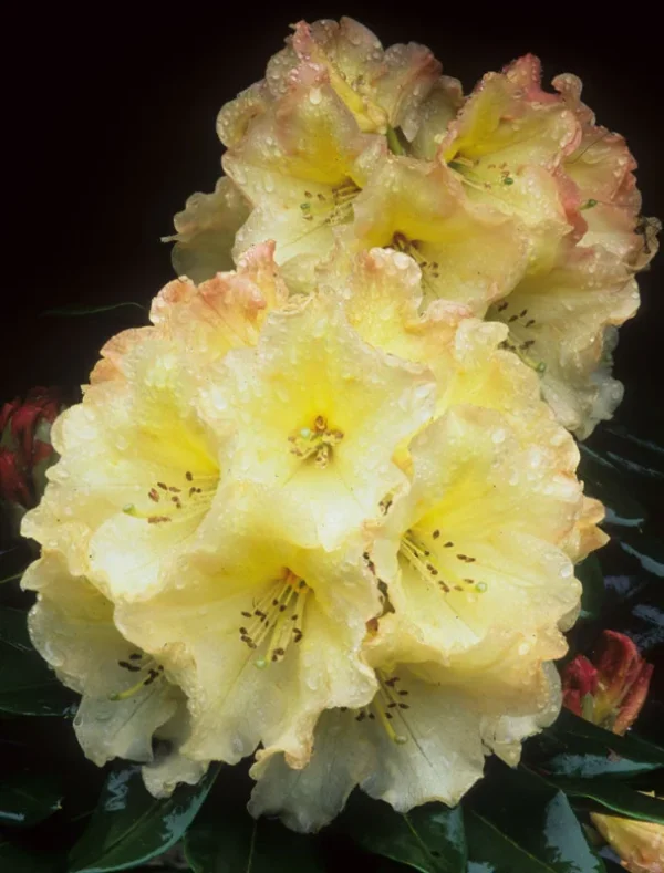 Horizon Monarch Rhododendron Plant - Yellow Flowers - 1 Gallon Pot - Garden Rhododendron