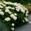 Hydrangea Arborescens Annabelle - 2.5 Inch Starter Plant - White Blooms