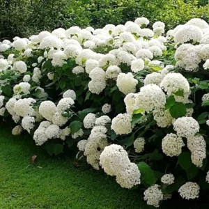 Hydrangea Arborescens Annabelle - 2.5 Inch Starter Plant - White Blooms