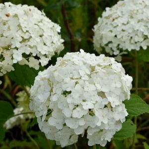 Hydrangea Arborescens Annabelle - 2.5 Inch Starter Plant - White Blooms