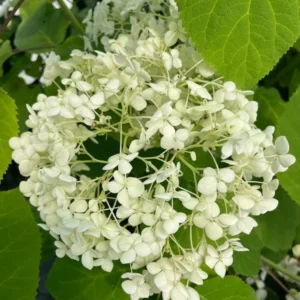 Hydrangea Arborescens Annabelle - 2.5 Inch Starter Plant - White Blooms