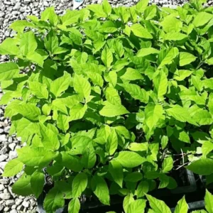 Hydrangea Arborescens Annabelle - 2.5 Inch Starter Plant - White Blooms