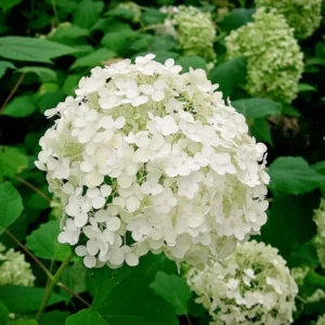 Hydrangea Arborescens Annabelle - 2.5 Inch Starter Plant - White Blooms