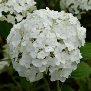 Hydrangea Arborescens Annabelle - 2.5 Inch Starter Plant - White Blooms