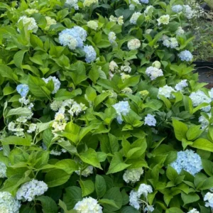 Hydrangea Arborescens Blue Plant - 2.25 Inch Starter Size - Blue Blooms