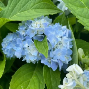 Hydrangea Arborescens Blue Plant - 2.25 Inch Starter Size - Blue Blooms
