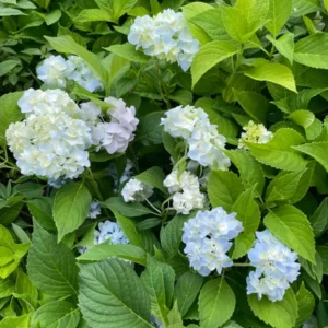 Hydrangea Arborescens Blue Plant - 2.25 Inch Starter Size - Blue Blooms