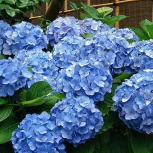 Hydrangea Arborescens Blue Plant - 2.25 Inch Starter Size - Blue Blooms