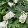 Hydrangea Quercifolia Snow Queen Plant - 3.5 Inch Starter Oakleaf Hydrangea