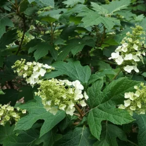 Hydrangea Quercifolia Snow Queen Plant - 3.5 Inch Starter Oakleaf Hydrangea