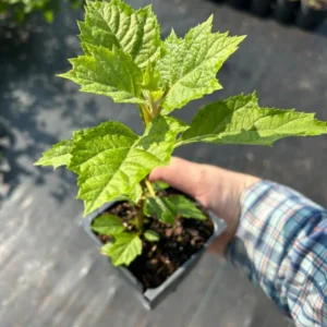 Hydrangea Quercifolia Snow Queen Plant - 3.5 Inch Starter Oakleaf Hydrangea