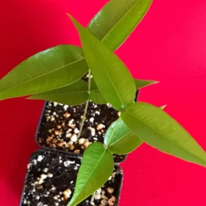 Jaboticaba Myrciaria Vexator Blue Grape Fruit Tree Seedling - Beautiful Bark Plant