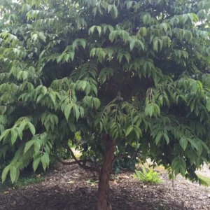 Jaboticaba Myrciaria Vexator Blue Grape Fruit Tree Seedling - Beautiful Bark Plant