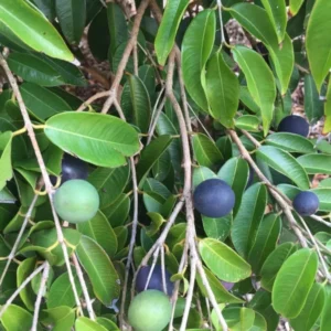 Jaboticaba Myrciaria Vexator Blue Grape Fruit Tree Seedling - Beautiful Bark Plant