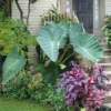 Jack's Giant Elephant Ear Bulbs - Colocasia - Garden Plants