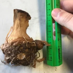 Jack's Giant Elephant Ear Bulbs - Colocasia - Garden Plants