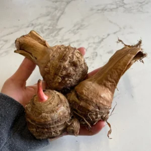 Jack's Giant Elephant Ear Bulbs - Colocasia - Garden Plants