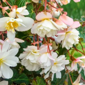 3 Trailing Begonias for Hanging Baskets - White Bareroot Begonias
