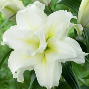 Double Oriental Roselily Carolina - 5 Bulbs - Fragrant, Pollen-Free Flowers