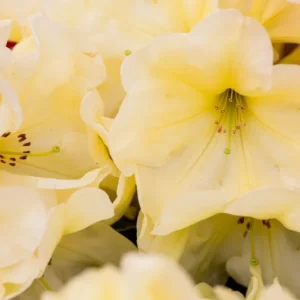 Karen Triplett Rhododendron Plant - Yellow Flowers Gallon Pot - Hybrid Azalea