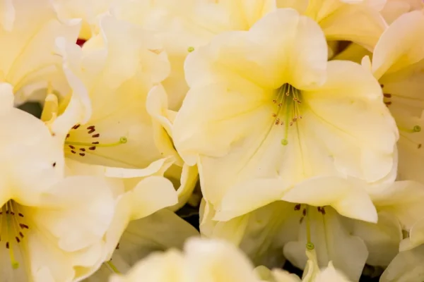Karen Triplett Rhododendron Plant - Yellow Flowers Gallon Pot - Hybrid Azalea