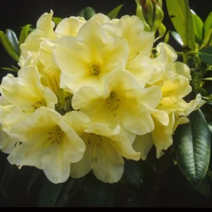 Karen Triplett Rhododendron Plant - Yellow Flowers Gallon Pot - Hybrid Azalea
