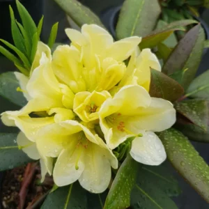 Karen Triplett Rhododendron Plant - Yellow Flowers Gallon Pot - Hybrid Azalea