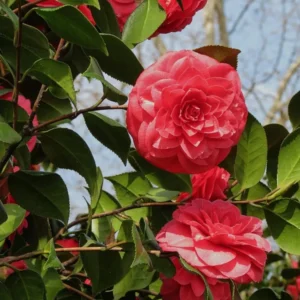 Kramer's Supreme Camellia Plant - 4 Inch Pot - Turkey Red Flowers - Japonica Shrub