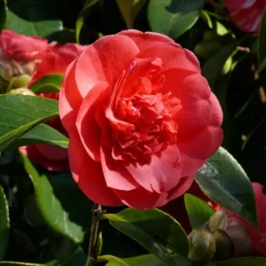 Kramer's Supreme Camellia Plant - 4 Inch Pot - Turkey Red Flowers - Japonica Shrub