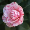 La Peppermint Camellia Plant - 4 Inch Pot - Variegated Flowers