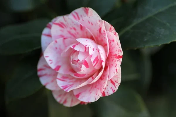 La Peppermint Camellia Plant - 4 Inch Pot - Variegated Flowers