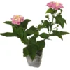 Lantana Camara Flowers - 2 Live Plants - 4 Inch Pots - Natural Mosquito Repellant - Hummingbird & Butterfly Attractor