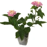 Lantana Camara Flowers - 2 Live Plants - 4 Inch Pots - Natural Mosquito Repellant - Hummingbird & Butterfly Attractor
