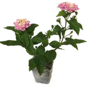 Lantana Camara Flowers - 2 Live Plants - 4 Inch Pots - Natural Mosquito Repellant - Hummingbird & Butterfly Attractor