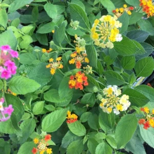 Lantana Camara Flowers - 2 Live Plants - 4 Inch Pots - Natural Mosquito Repellant - Hummingbird & Butterfly Attractor
