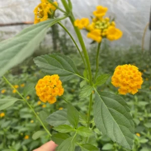 Lantana Camara Flowers - 2 Live Plants - 4 Inch Pots - Natural Mosquito Repellant - Hummingbird & Butterfly Attractor