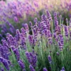 Lavender Plant - 4 Inch Potted Lavender - Fragrant Blooms