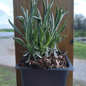 Lavender Plant - 4 Inch Potted Lavender - Fragrant Blooms